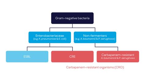 enterobacterales pronunciation|Enterobacterales .